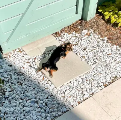 Penny the chihuahua yorkie lægger sig fladt på udendørs terrassebrolægger