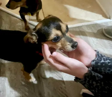 Liten chihuahua yorkie blanding med brun og svart farge