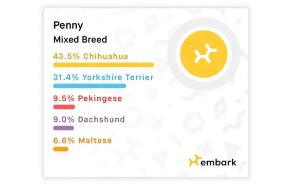 Rezultatele identificării rasei de câini Embark