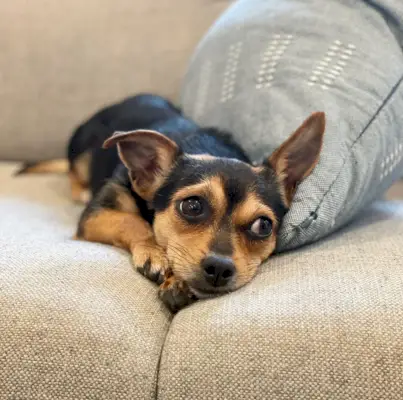 Chihuahua Yorkie Mix ung hund med brun og sort farve