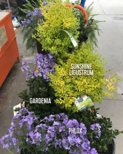 Casa de playa paisajismo plantas etiquetadas en el carro