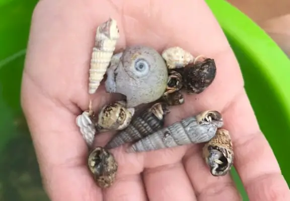 petits bernard-l'ermite trouvés sur la plage du cap charles