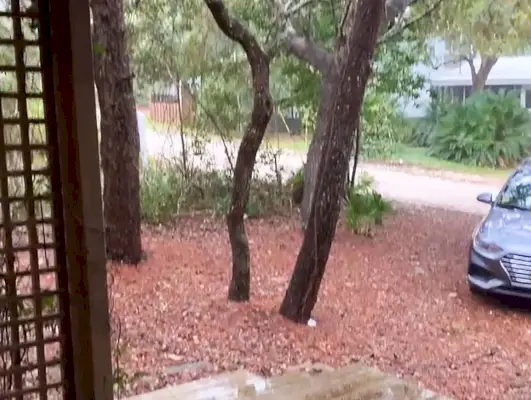 Capture d'écran d'une vidéo montrant des arbres avec une voiture dans de la paille de pin