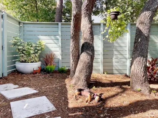 Penny le chien Chorkie dormant à la base d'un arbre dans une cour latérale