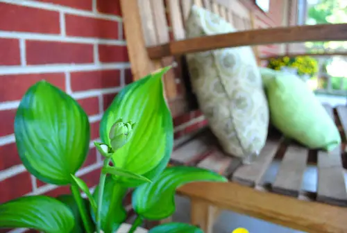 Dead Porch Hosta Close Up