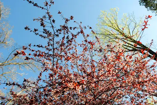 Pasqua di primavera 2