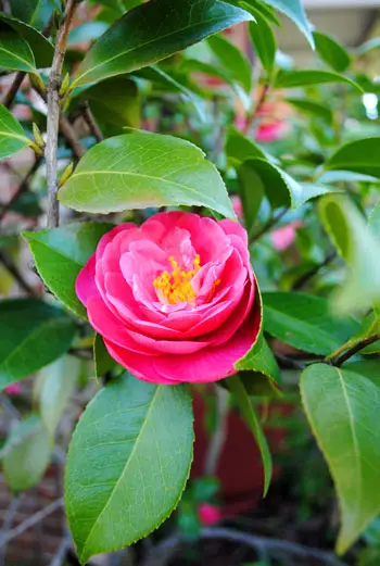 Pascua de primavera 3