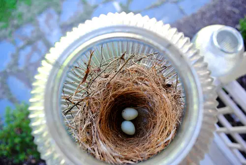 Kleine Eier in einem Vogelnest auf unserer Veranda