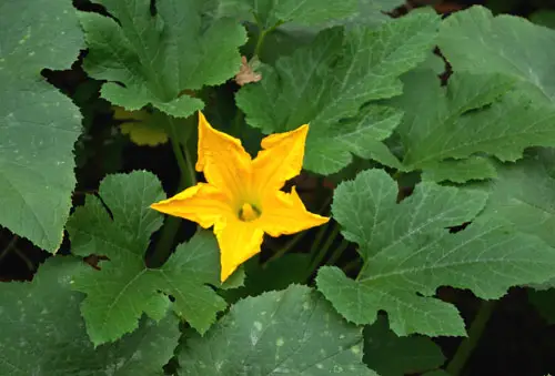 Fleur de citrouille