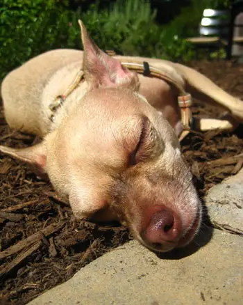 Gard del cane chihuahua addormentato