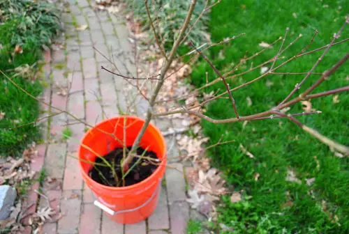 L'auró es planta 2