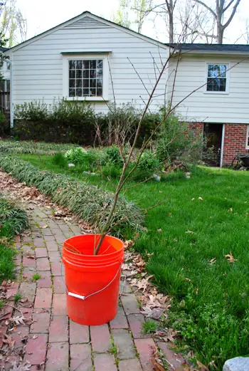 Come abbiamo trapiantato il nostro albero di acero rosso