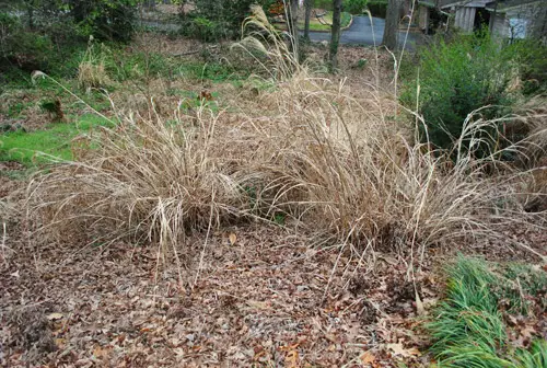 Plantando uma bétula de rio