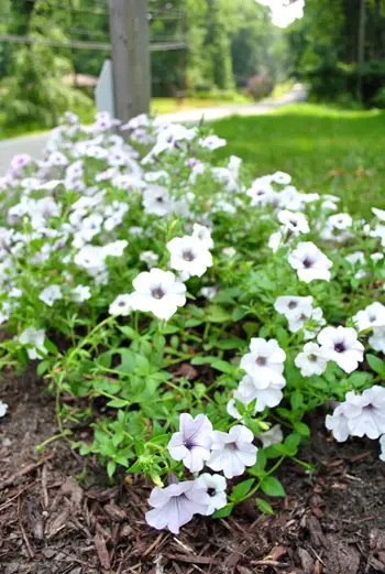 Flores de buzón de cerca