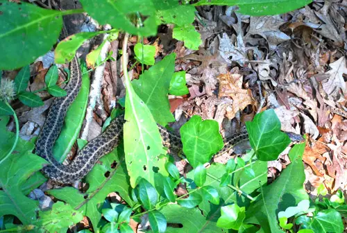 Cobra de caixa de correio