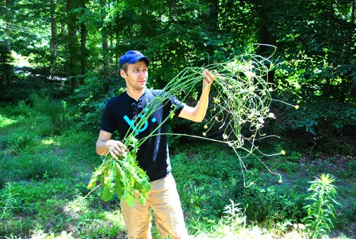 Cutia poștală John Giant Weed