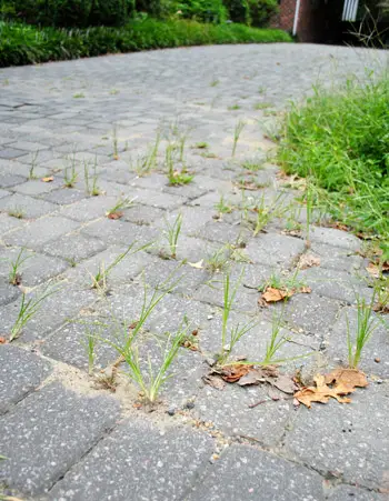 Le erbacce degli alberi sono ancora lì