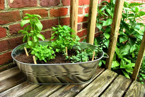 Herbes sur le balcon