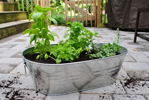 Kräuter voll auf der Terrasse