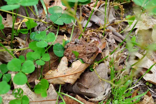 Cypress Frog