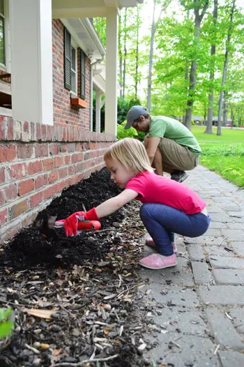 Ikkunalaatikot 7 Clara Mulching 2