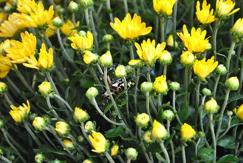 Mums Spider In Mamma