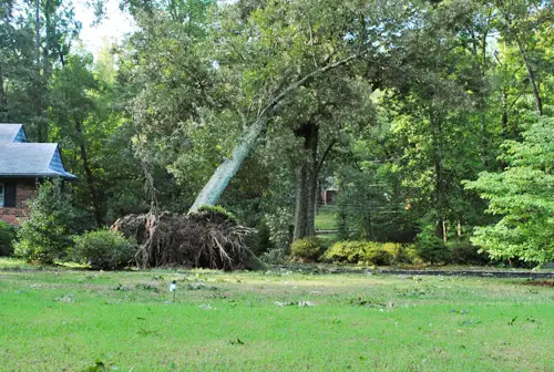 Irene árbol inclinado