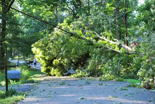 Irene Tree sur les lignes électriques2