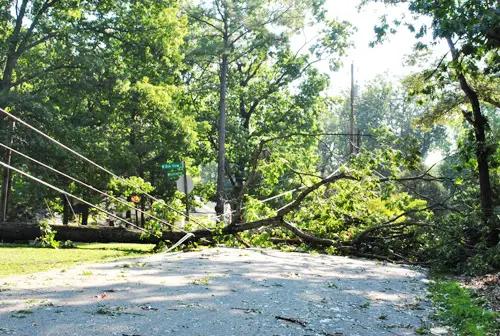 Irene Tree na dalekovodima