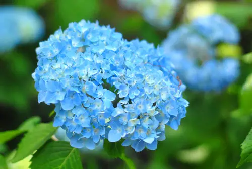 Hortensia des Adirondacks