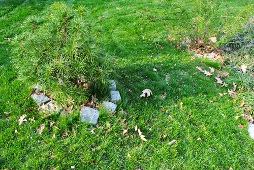 Außerhalb zufälliger gesteinigter Baum