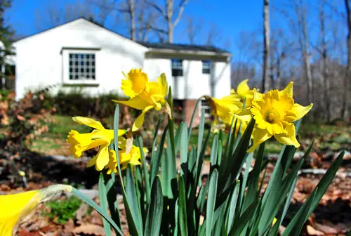 Spring narcissen