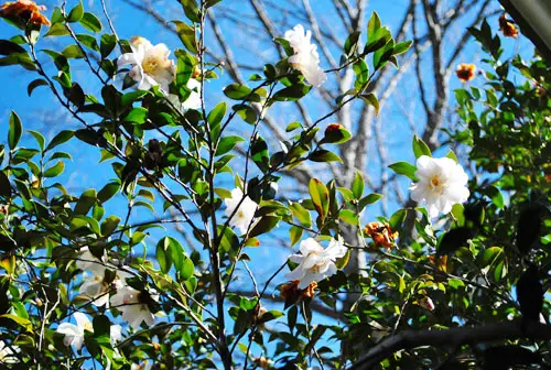 Arbre blanc brollat