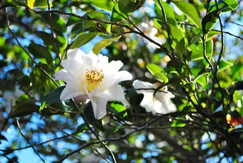 Las flores de primavera están floreciendo