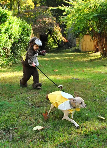 Costume care alergă împreună