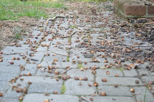 Wenn das Eichelhandwerk furchtbar schief geht