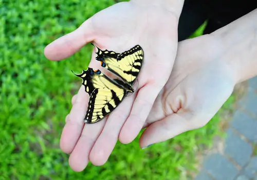 Kuivuneen kuolleen perhosen pitäminen