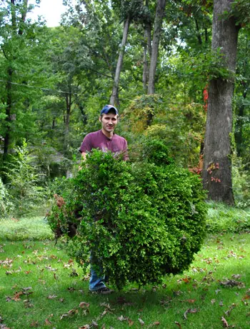 Buisson transplanté