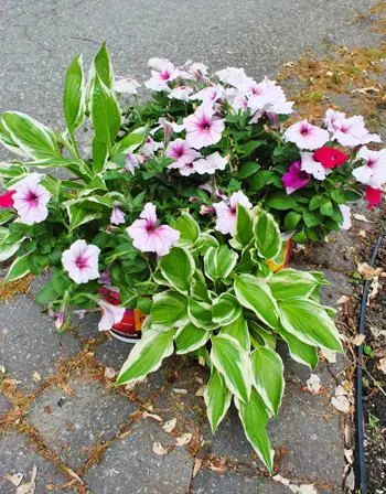 Boîte aux lettres 5 plantes prêtes