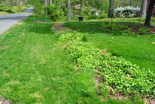 Grass 4 Street With Ivy