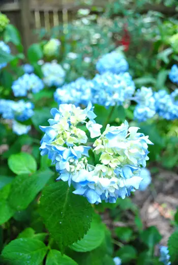 Hortensias Cerrar