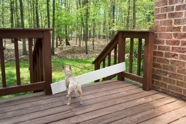 Holzbrettreste werden vor dem Geländer des Decks platziert, um zu verhindern, dass der Hund wegläuft