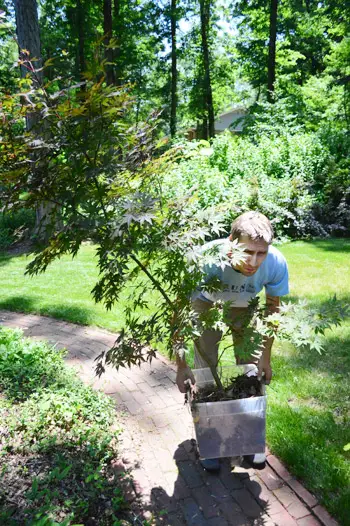 Maple John gør ansigt