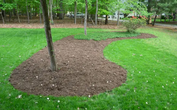 Lit de paillis ajouté autour des arbres dans la cour avant