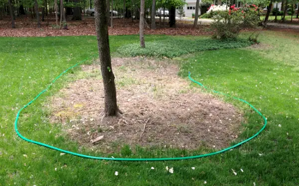 Lits de paillis autour des arbres dans la cour avant en forme de gabarit de tuyau d'arrosage