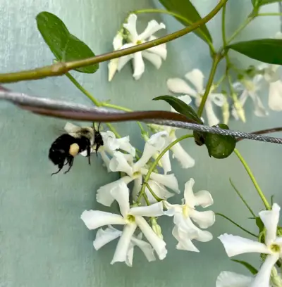 Abeja Polinizador Estrella Flor Jazmín