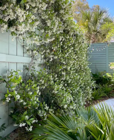 Mur de vigne de jasmin étoilé en fleurs dans une cour tropicale