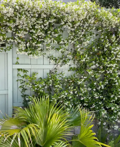 Clôture avec vigne en fleurs de jasmin étoilé et palmier chinois