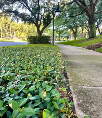 Star Jasmine como cobertura do solo próximo à calçada