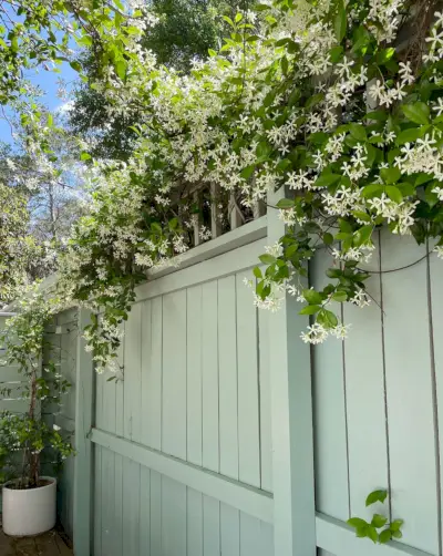 Clôture avec Star Jasmine en haut